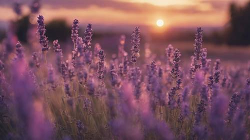 Ladang lavender ungu muda dengan matahari terbenam berkilauan di cakrawala.