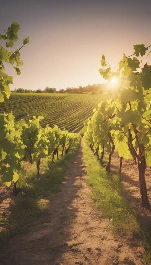 Un vignoble printanier pittoresque avec des rangées de vignes sous un soleil couchant doux.