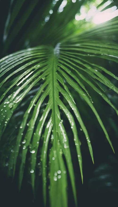 A dew-kissed green palm leaf in a tropical rainforest.