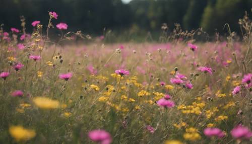 一片开阔的田野，粉色和黄色的野花在微风中摇曳。