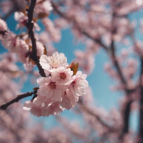 Ein Kirschblütenbaum inmitten eines Pfirsichgartens, seine Blütenblätter fallen sanft auf die nach oben gerichteten, naiven Pfirsiche.