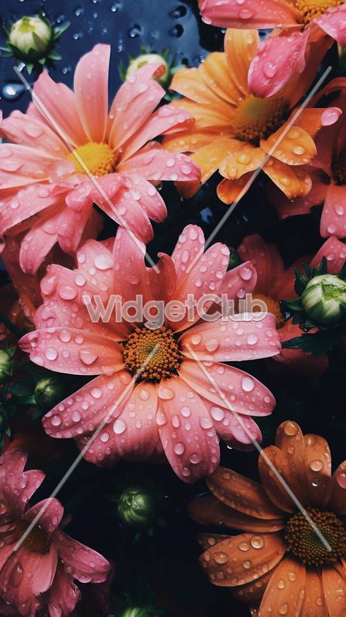 פרחים ורודים עם טיפות טל אחרי גשם