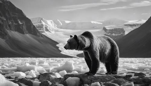 Un oso mayor en blanco y negro, de pie majestuosamente junto a un glaciar cuando hace buen tiempo.