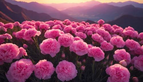 A bed of pink carnations growing at the base of a majestic purple mountain range during sunrise.