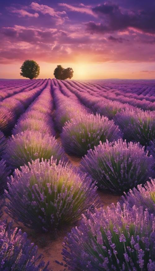 Ladang lavender di bawah matahari terbenam ungu yang indah.