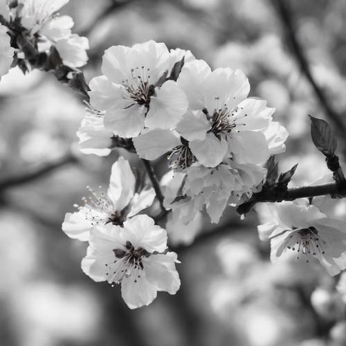 Tamamen çiçek açmış yemyeşil bir kiraz çiçeği ağacı, güzel görüntüsü narin bir siyah beyaz çizime dönüşmüş.