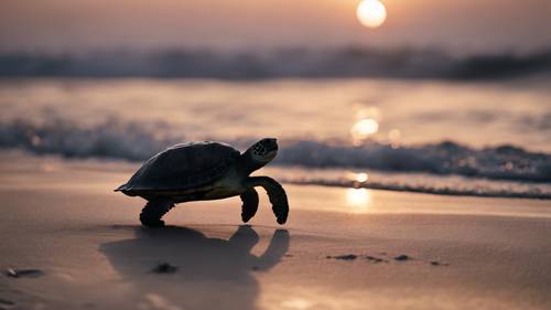 Zachodzący zmierzch na plaży z sylwetką żółwia morskiego w tle.