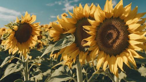 September sunflowers in full bloom against a clear blue sky