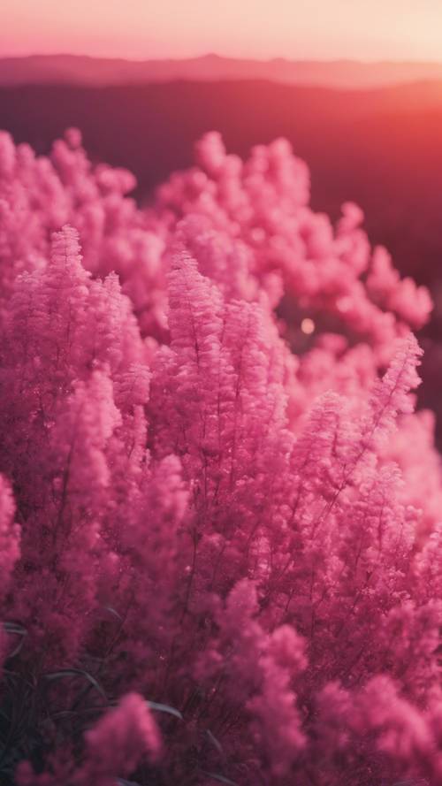 漸層圖像從頂部的深粉紅色過渡到底部的柔和的腮紅粉紅色，類似於夏天的日落。
