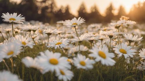 An open field of blooming daisies at dawn with 'Believe you can and you're halfway there' crafted in celestial white in the sky. Divar kağızı [7cd4b22be0cf4164bafd]