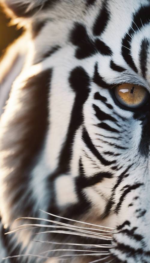 A close-up of a white tiger's eye, stripes reflecting the setting sun. کاغذ دیواری [3f7e5f7dab244f6996d5]