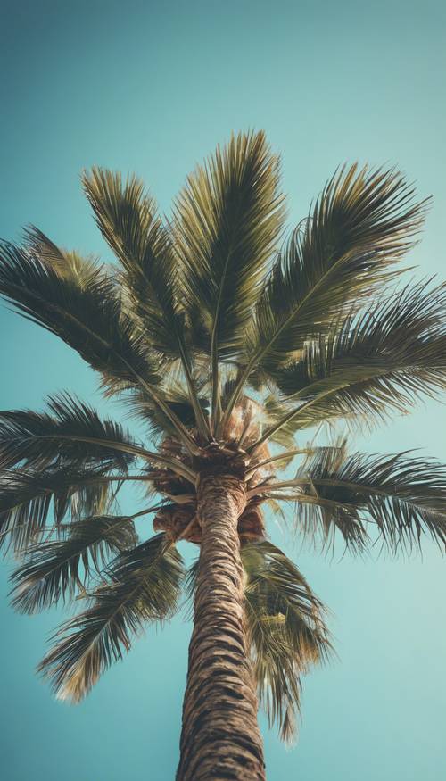 Ilustración de estilo vintage de una frondosa palmera bajo un cielo azul sin nubes.