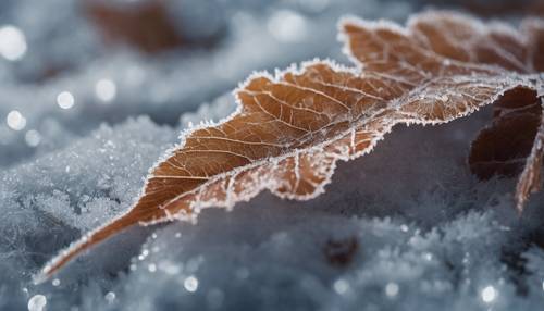 Primo piano di una foglia ghiacciata, con l&#39;intricato motivo delle venature visibile sotto il ghiaccio.