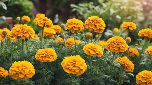 Un&#39;allegra serie di calendule gialle che fioriscono in un giardino ben curato.