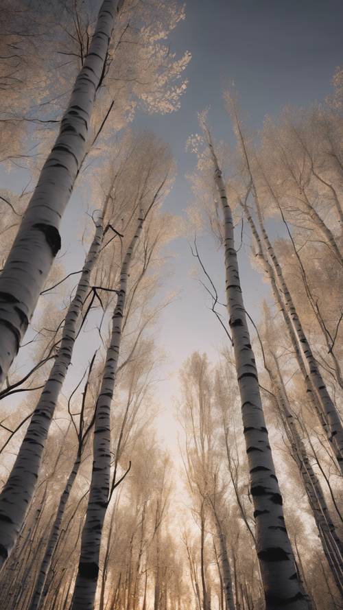סצנת דמדומים של יער עם עצי ליבנה לבנים מנוגדת לשמים אפלים אך מאירים.