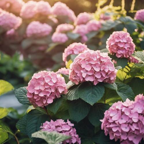 Bujny ogród ozdobiony różowymi hortensjami w delikatnym porannym słońcu.