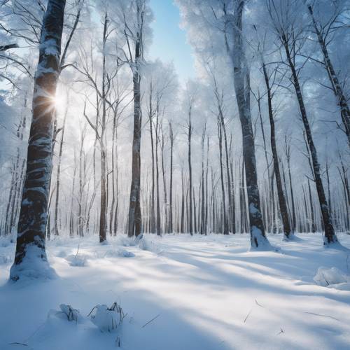 寒冷的冬季森林景观，纯白的雪上有蓝色的阴影。