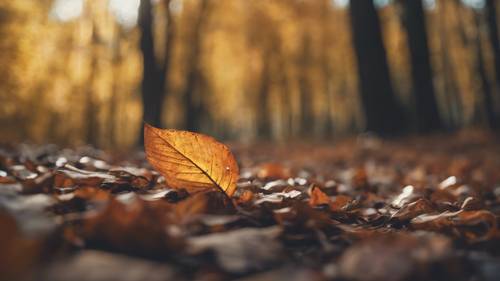 Ein einzelnes fallendes Blatt ähnelt einem gebrochenen Herzen vor der Kulisse eines herbstlichen Waldes.