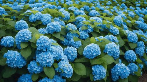 広がる青いアジサイの花畑を一望できる壁紙