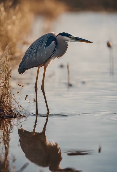 A curious heron hunting for its meal in a shallow marsh.