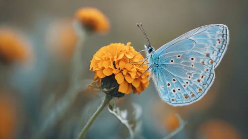 A delicate light blue butterfly with intricate patterns on its wings resting on a marigold flower.