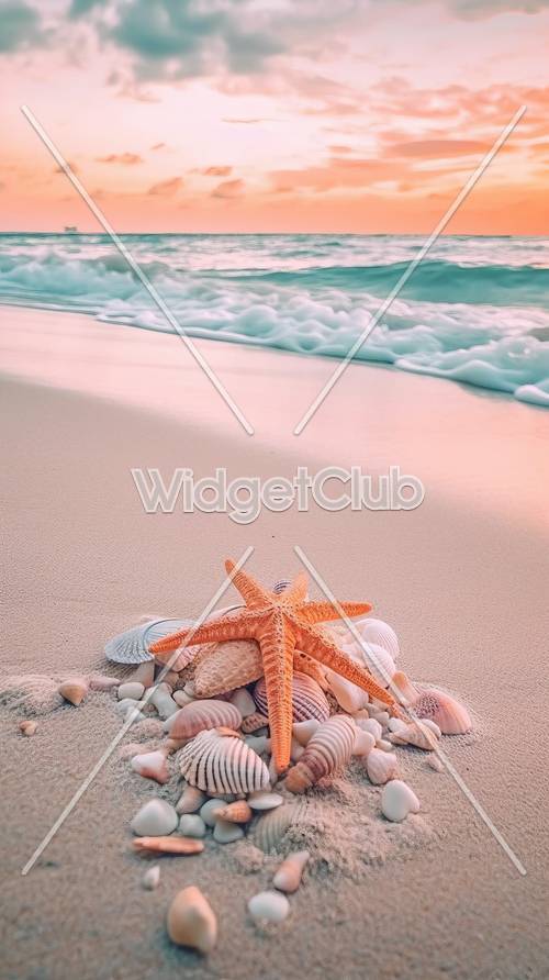 阳光海滩上的海星和贝壳