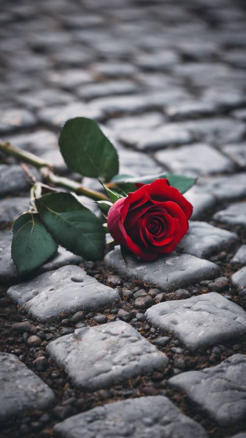 一朵红玫瑰躺在古老的灰色鹅卵石上，象征着失去的爱情。