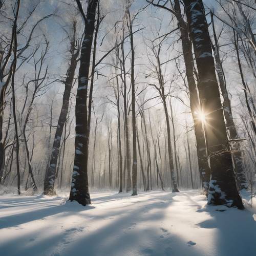 Uma cena de floresta congelada com longas sombras projetando padrões místicos na neve.