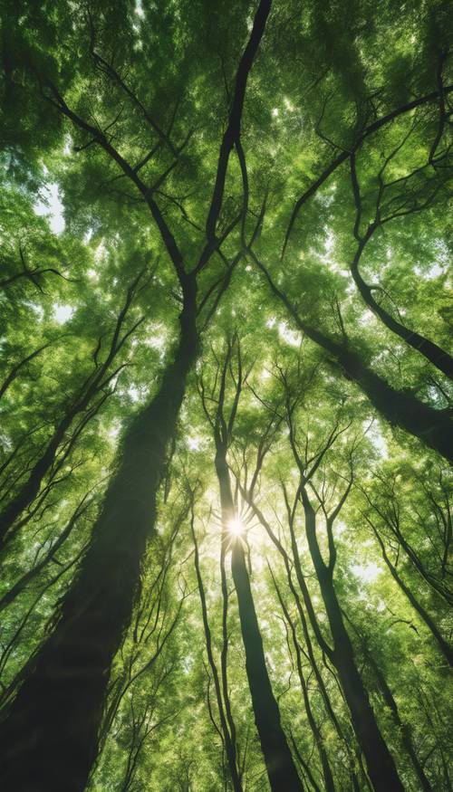 Une forêt verdoyante où la lumière du soleil traverse la canopée finement tissée.