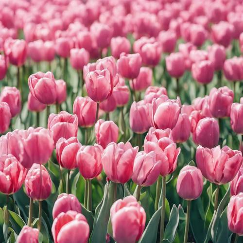 Bức tranh màu nước hoa tulip màu hồng trong vườn vào mùa xuân