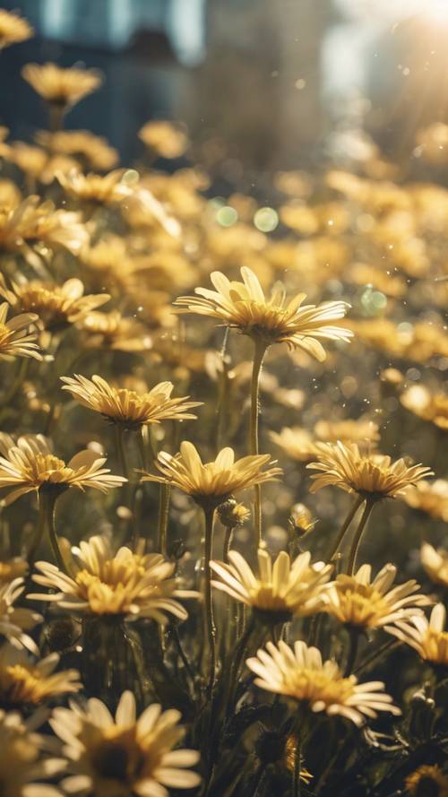 Sebuah simfoni bunga aster kuning di bawah sinar matahari yang berkilauan.