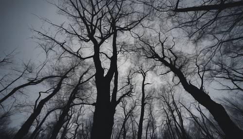 צלליות של עצים אפורים חשופים על רקע שמיים שחורים ומפחידים במהלך הדמדומים ביער צפוף ורודף.