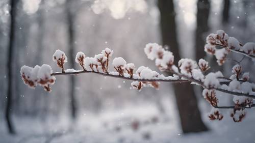 봄의 첫 소식을 알리는 겨울 한가운데의 숲.