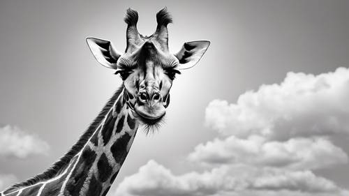 An artistic monochrome sketch of a noble giraffe staring into the distance.