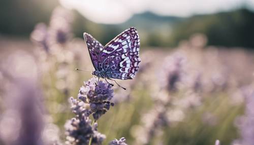 Un primo piano di una farfalla a scacchi viola, poggiata su un fiore di lavanda.