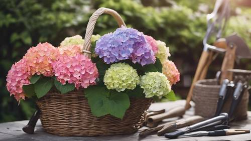 Brightly coloured hydrangeas in a gardener's basket next to neatly arranged gardening tools.
