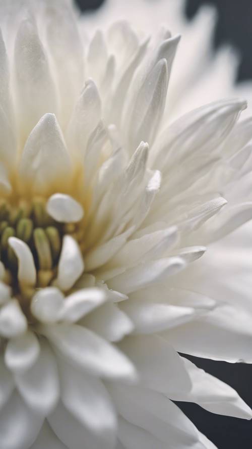 Uma olhada mais de perto nas pétalas brancas texturizadas de uma flor desabrochando.