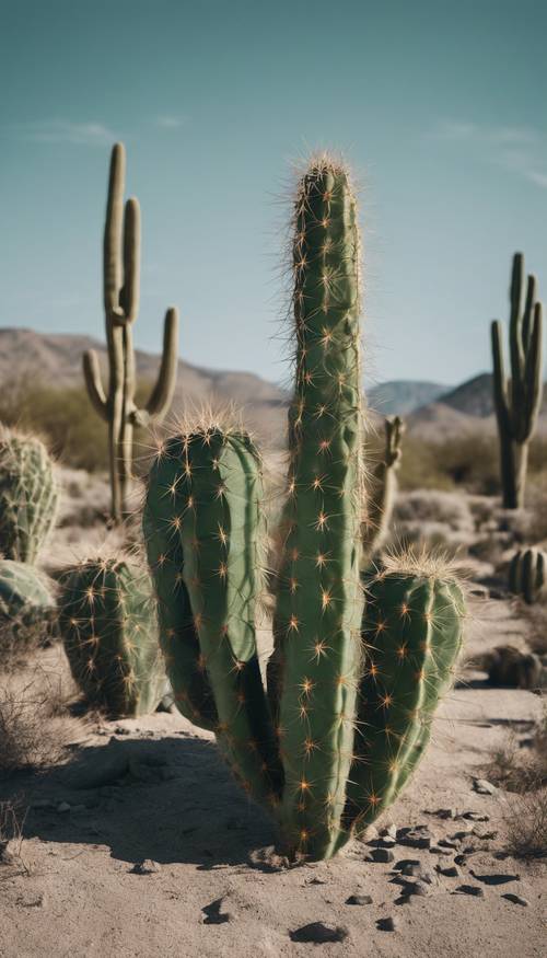 Piante di cactus verde scuro che prosperano in un deserto desolato sotto un cielo azzurro.