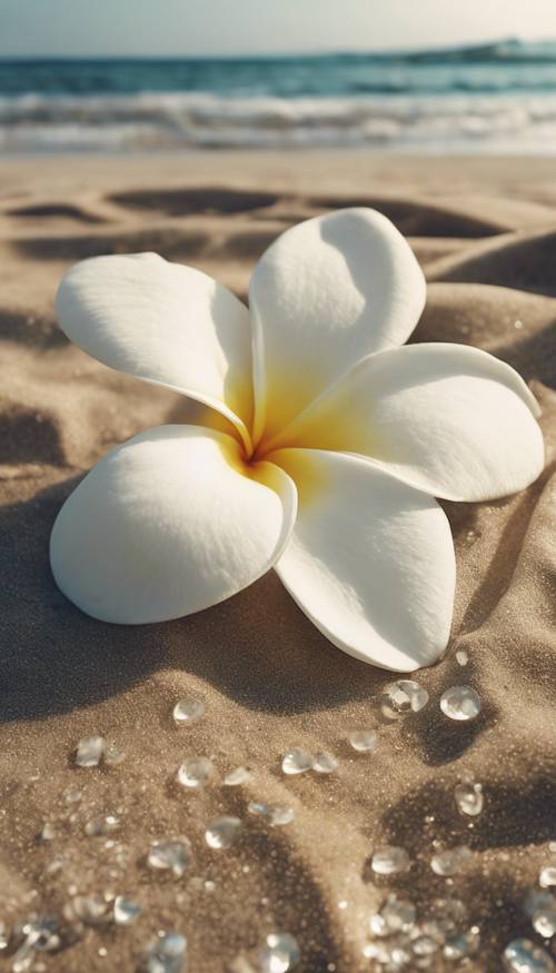 A white Plumeria flower in full bloom lying on a beach, waves gently lapping around it.