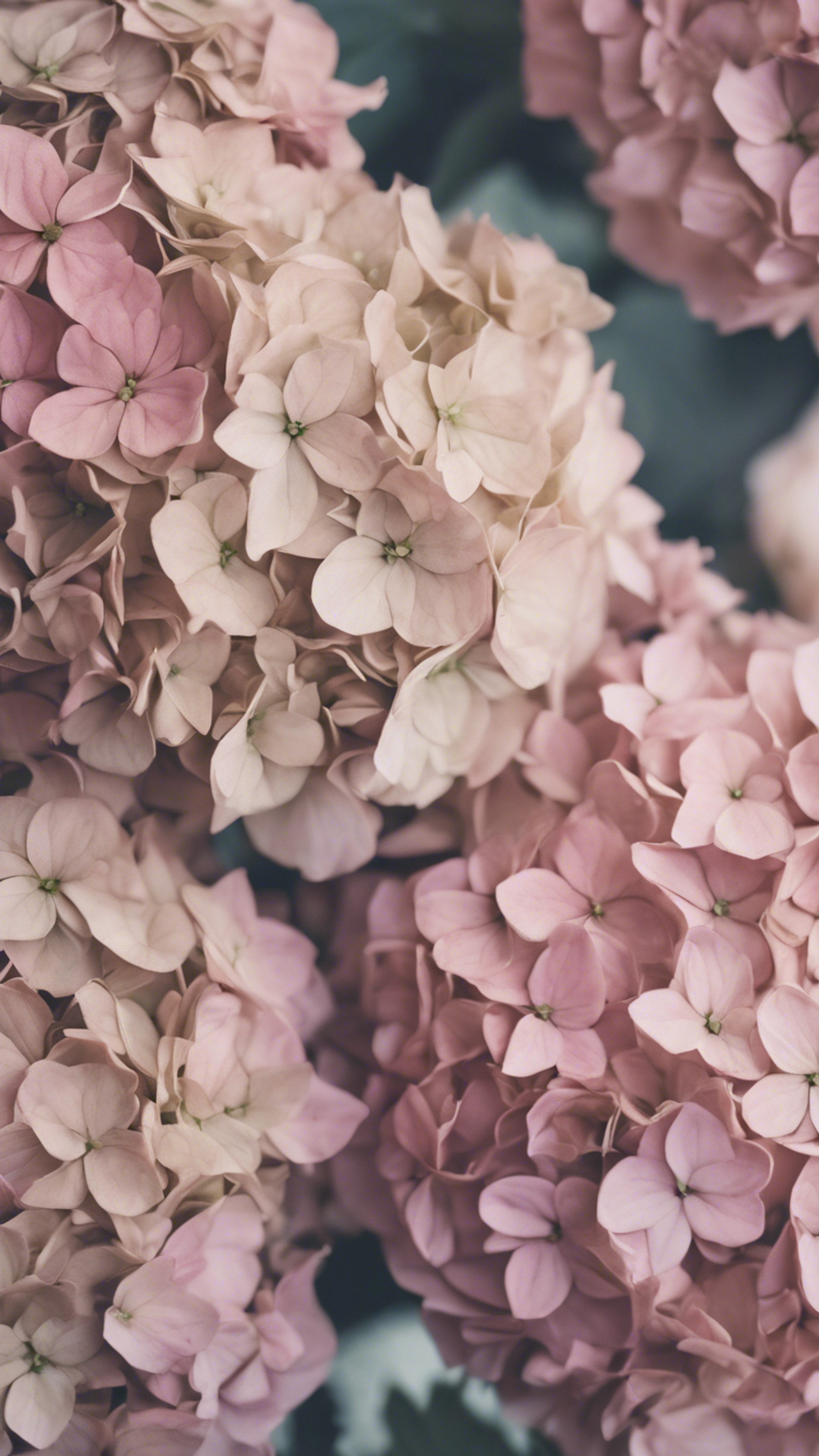 An antique floral pattern with delicate hydrangeas in a hue of vintage pink. 벽지[d61dab8ff010416797b3]