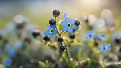A close-up of black forget-me-nots glistening with morning dew with a bokeh effect in the background. Tapeta [1d5c4e8b22c84186b149]