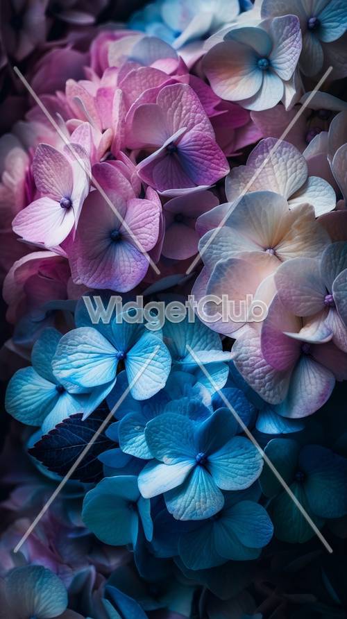 Kolorowe kwiaty hortensji w widoku z bliska