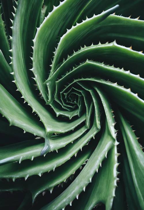 Draufsicht auf eine spiralförmige dunkelgrüne Aloe Vera-Pflanze.
