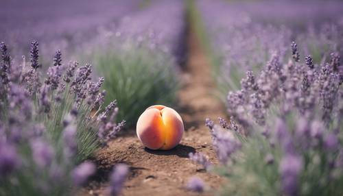 A minimalistic watercolor painting of a single peach lying in a field of lavender.