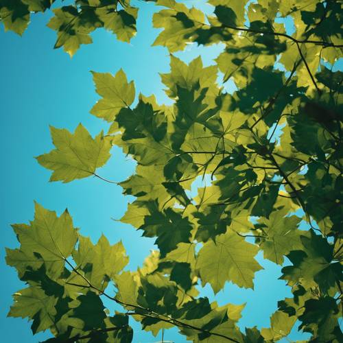 Un grupo de hojas susurrantes, de color verde oscuro contra el fondo de un brillante cielo azul de verano.