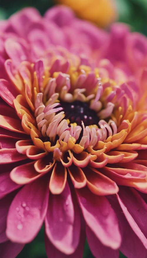 Eine Nahaufnahme einer farbenfrohen Zinnie, die die komplexen Details ihrer Blütenblätter zeigt.