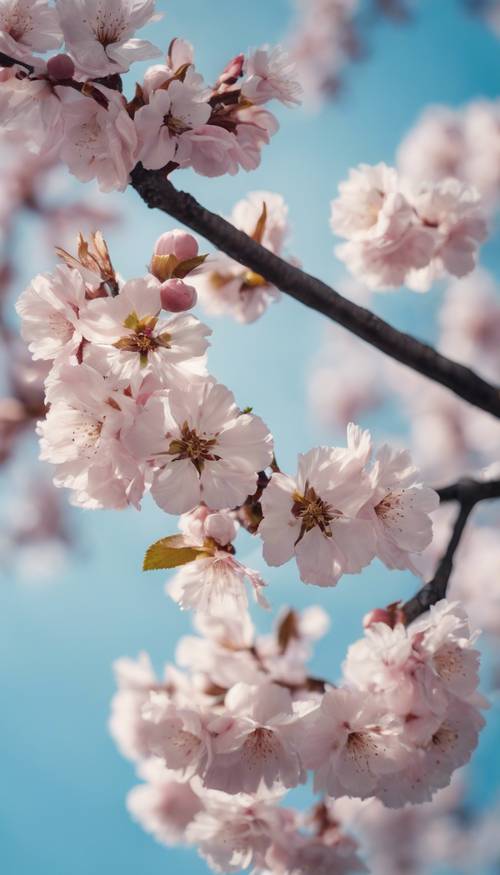 Ein raffinierter Damastdruck, der die Schönheit der Kirschblüten im Frühling vor einem himmelblauen Hintergrund einfängt.