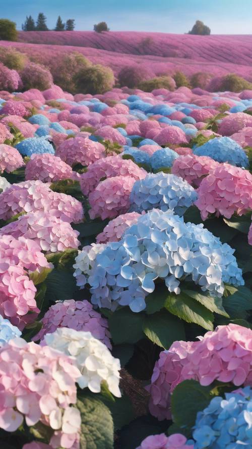 Một khung cảnh toàn cảnh tràn ngập vô số hoa cẩm tú cầu, tô điểm cho thung lũng với những gam màu hồng, xanh và trắng.