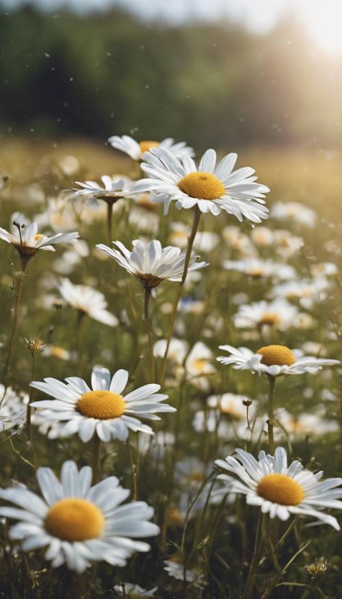 Clusters of white daisies and wildflowers growing in an untouched meadow.
