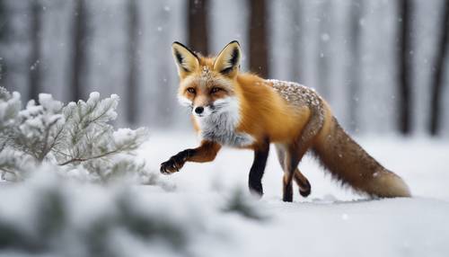 A red fox prancing playfully in deep snow with a snow-covered pine forest in the background.
